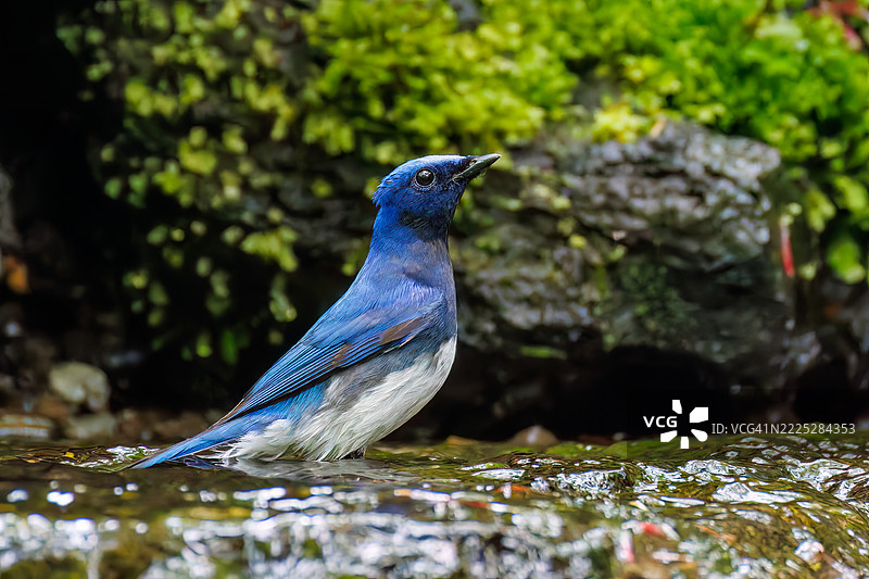 一对美丽的蓝白色捕虫鸟（Cyanoptila cyanomelana，捕虫鸟科）。快乐的蓝鸟。在泉水中洗澡。图片素材