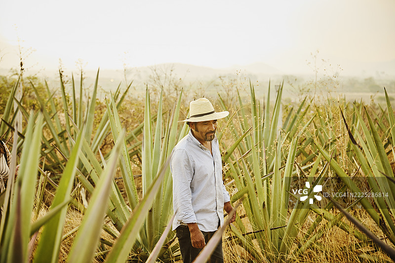 黎明时分，龙舌兰农民在田野中检查植物的中景宽镜头图片素材