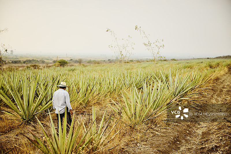 农民在墨西哥农场的龙舌兰植物行间走动的广角镜头图片素材