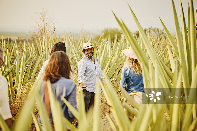 日出时，龙舌兰农场主在田野中教游客的中景镜头图片素材