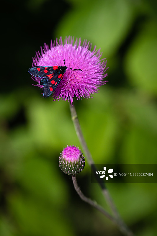 五色昆虫栖息在黑山Vusanje附近的巴尔干山脉徒步旅行小径上的蓟花上。图片素材