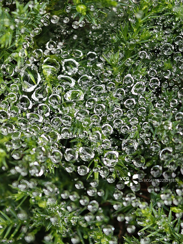 雨后草地上的雨滴图片素材