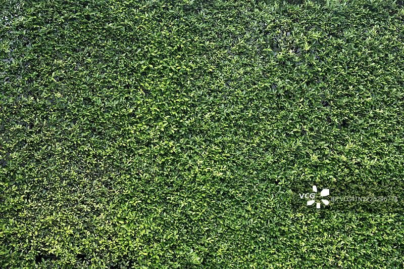 绿色叶子的真实无缝背景全景纹理图片素材
