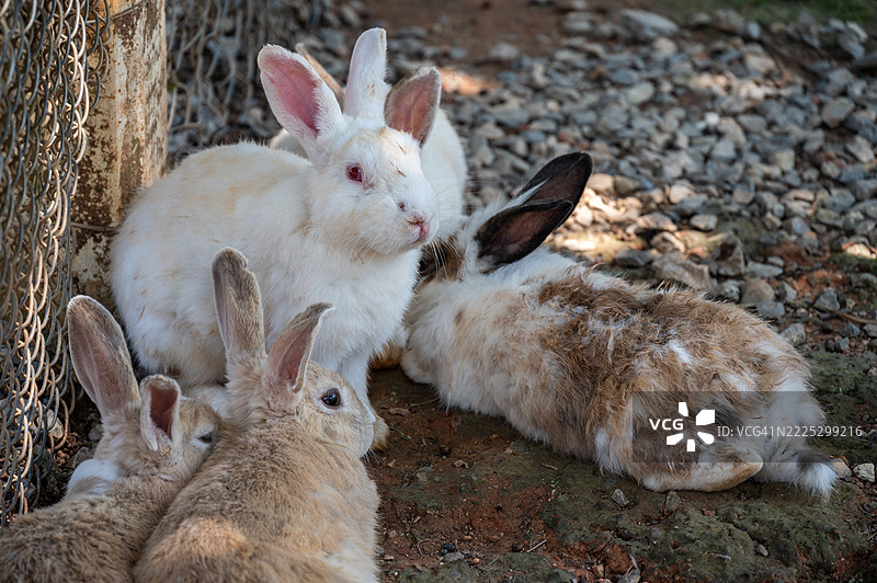 一群可爱的兔子生活在农场里。图片素材