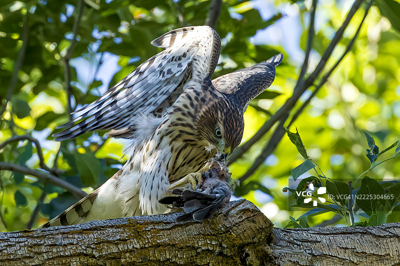 饥饿的幼年库珀鹰图片素材