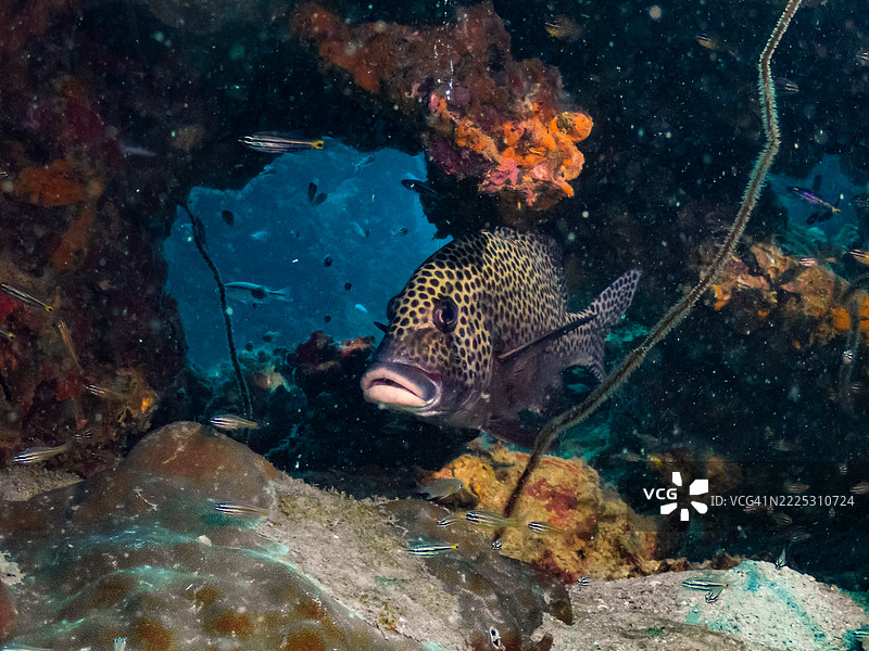 黑斑绿鱼在珊瑚下避难以保护自己图片素材