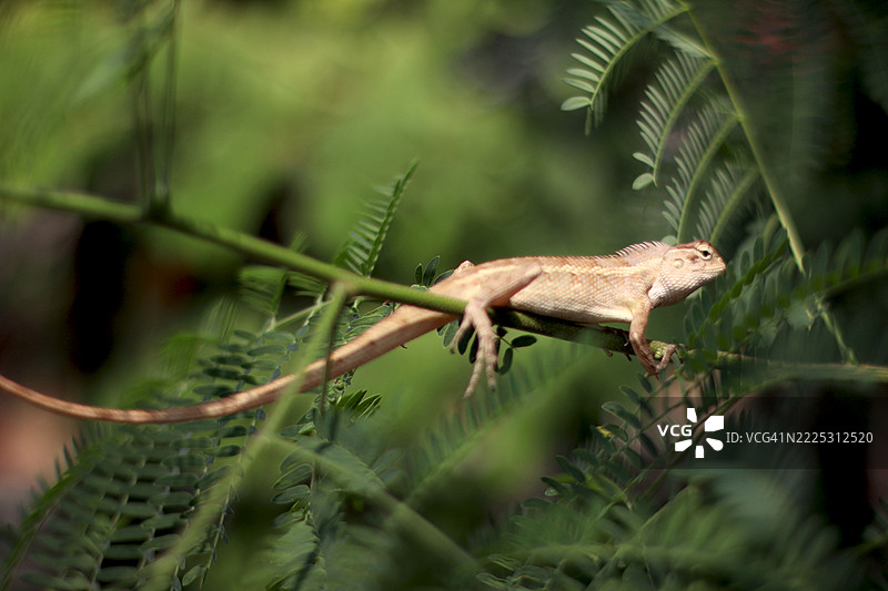 一只变色龙挂在树枝上。图片素材