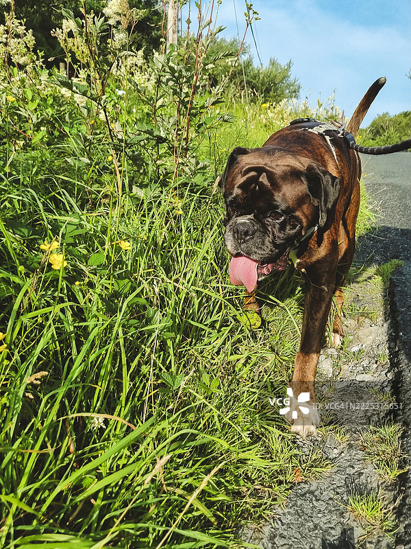 狗狗在夏天的散步中尽情享受，安全地被牵着，周围是美丽的自然景色和绿色的夏季草坪。图片素材