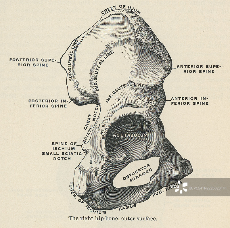旧版雕刻插图显示右侧髋骨，即髋骨或无名骨——一种大型扁平骨骼，构成骨盆的骨骼基础（外表面）。图片素材