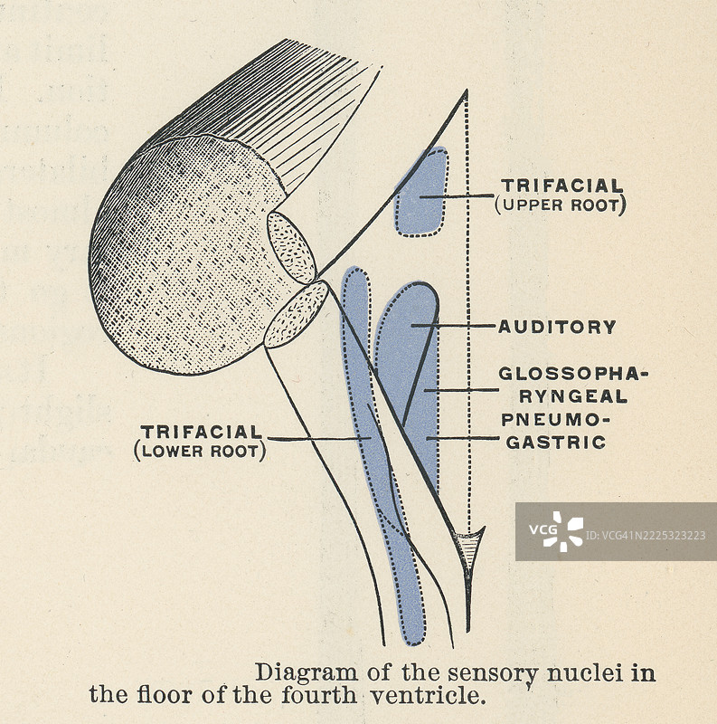 旧版雕刻插图显示了颅神经核，这是位于脑干中的一组神经细胞体（灰质），与一个或多个颅神经相关。图片素材