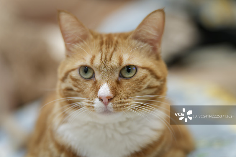 姜黄色猫的特写镜头图片素材