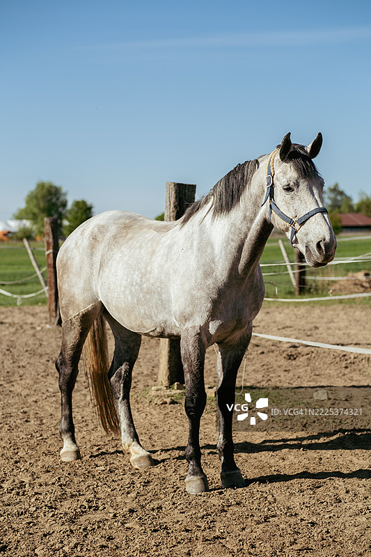 马匹遗传学与品种分析。马种，毛色遗传学，灰马，选择性繁殖，动物谱系，视觉动物识别。图片素材