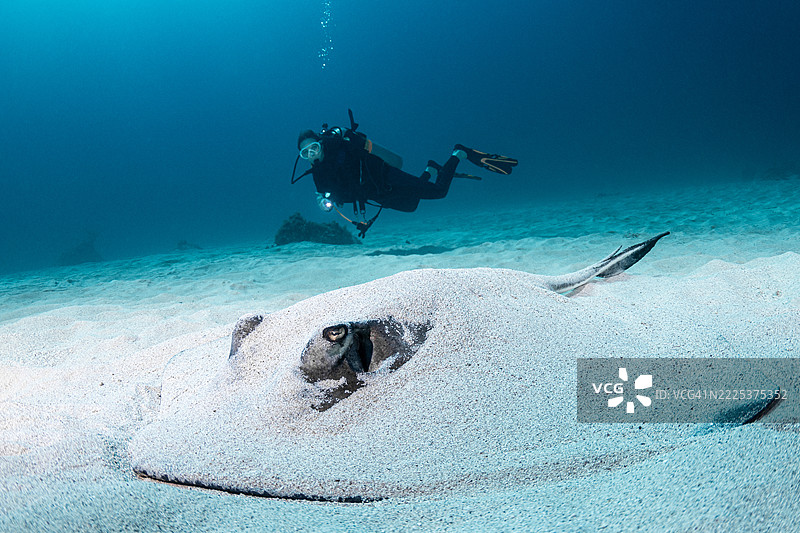 南方黄貂鱼与潜水员在加勒比海中图片素材
