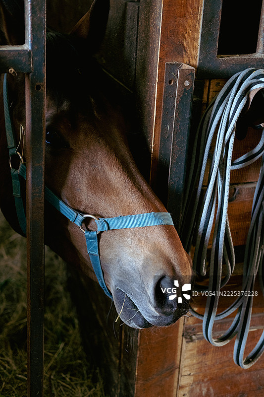 棕色马从马厩的马槽里探出头，木墙上挂着绳子。马厩环境，马匹居住，室内动物护理，马槽互动图片素材