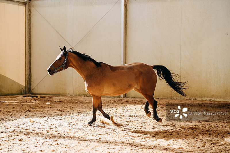 棕色马在阳光明媚的室内马场中迈步奔跑。马匹运动，表演训练，生物力学，动物运动能力图片素材