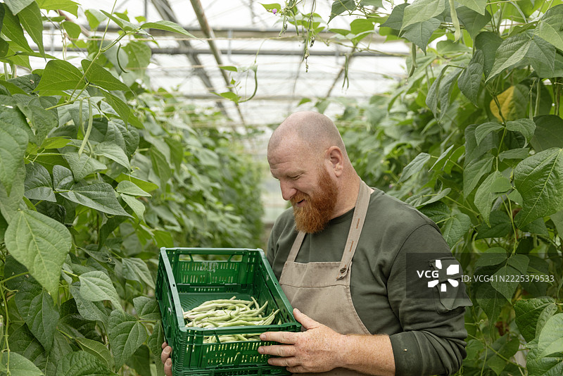 一位年长的红发跑豆农民在有机荷兰温室里图片素材