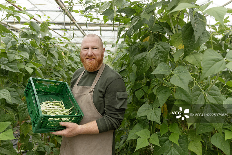 一位年长的红发跑豆农民在有机荷兰温室里图片素材