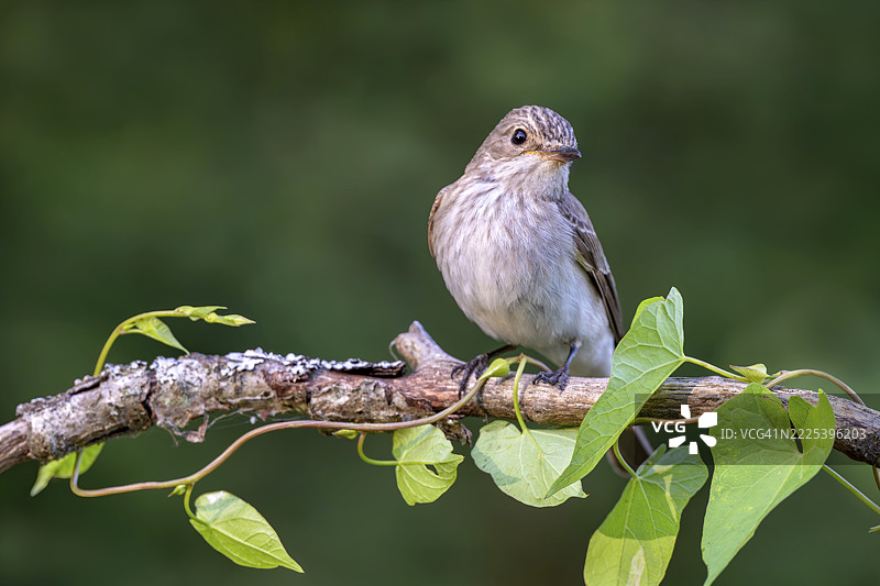 灰飞蝇捕手（Muscicapa striata），栖息在树枝上，林巴赫，布尔根兰，奥地利图片素材