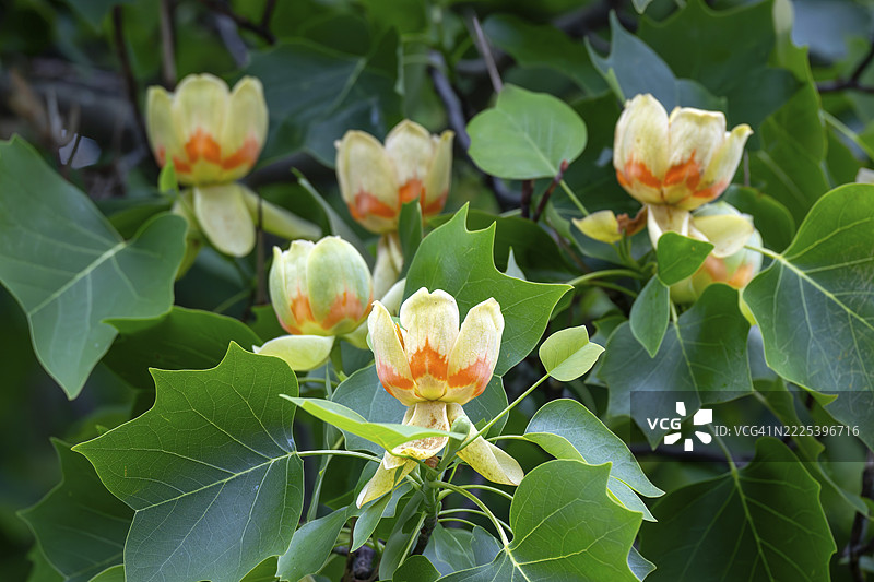 郁金香树（Liriodendron tulipifera），带花，施瓦茨，蒂罗尔，奥地利图片素材