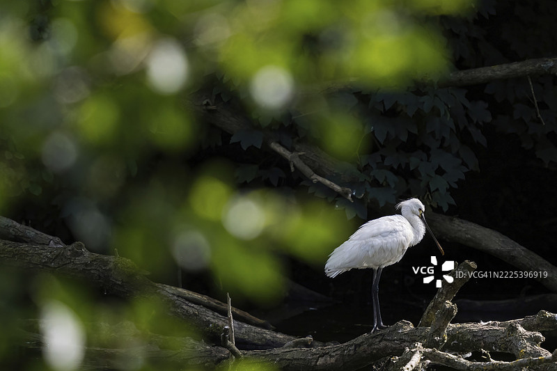 一只白鹮（Platalea leucorodia）栖息在树干上，前景是浅色叶子的虚化效果，德国黑森州图片素材