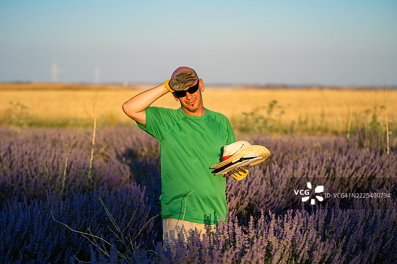 一位农民在黄昏前的炎热中检查薰衣草田里的花朵，准备收割。图片素材