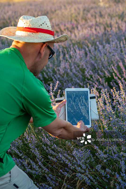 农民在日落时分使用平板电脑检查薰衣草田里的花朵，准备收割。图片素材