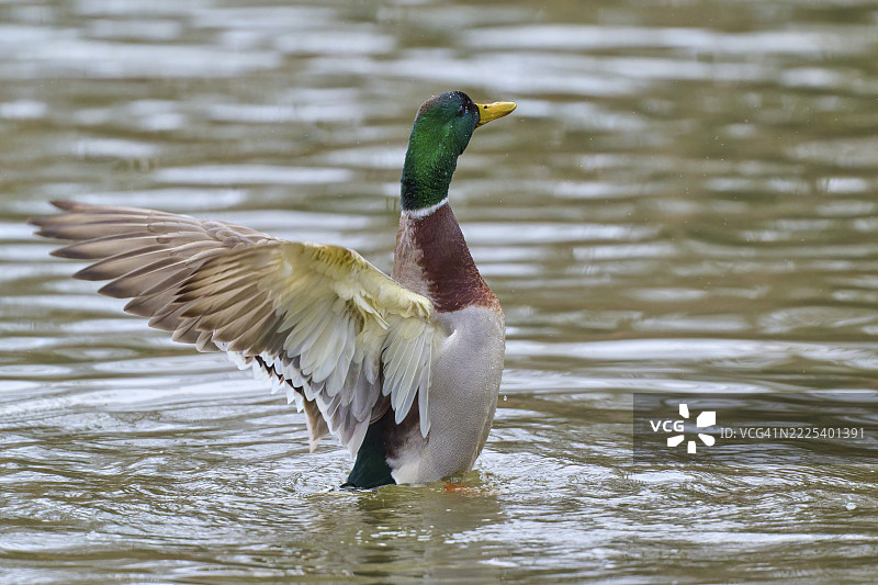 绿头鸭(Anas platyrhynchos)在水面上拍打翅膀,冬季,阿莫尔巴赫,巴伐利亚,德国图片素材