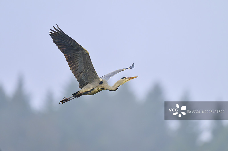 一只优雅的灰鹭（Ardea cinerea），在森林背景下高飞，展翅翱翔，冬季，阿莫尔巴赫，巴伐利亚，德国图片素材