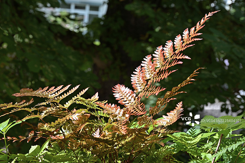红纱帘蕨 (Dryopteris erythrosora)图片素材