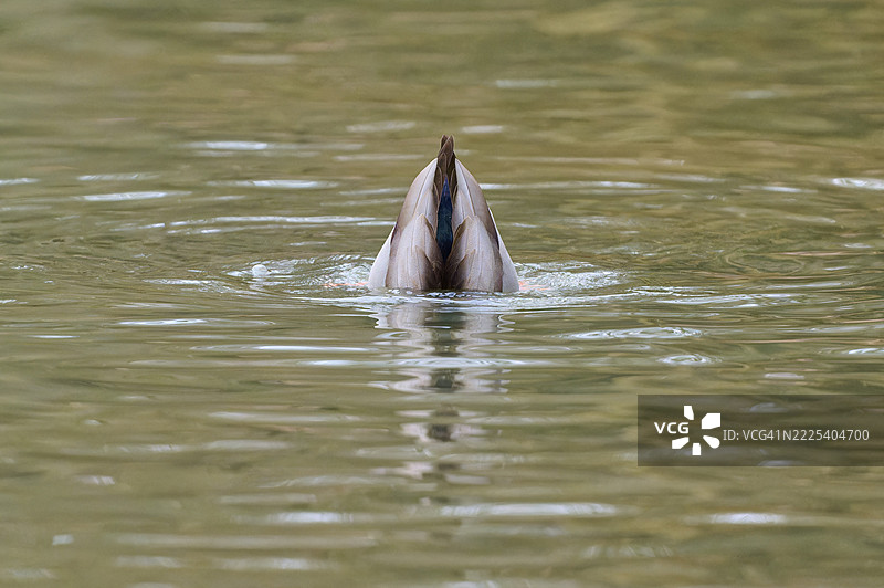 绿头鸭（Anas platyrhynchos），鸭子头朝下潜入水中，冬季，阿莫尔巴赫，巴伐利亚，德国图片素材