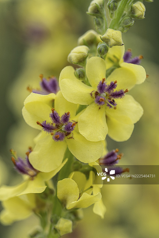 黑色灯心草（Verbascum nigrum），德国下萨克森州，埃姆斯兰图片素材