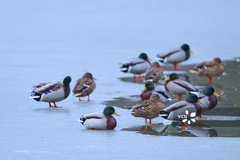 绿头鸭（Anas platyrhynchos），在冰水混合的环境中，冬季，阿莫尔巴赫，巴伐利亚，德国图片素材