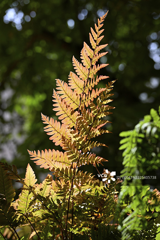 红纱帘蕨 (Dryopteris erythrosora)图片素材