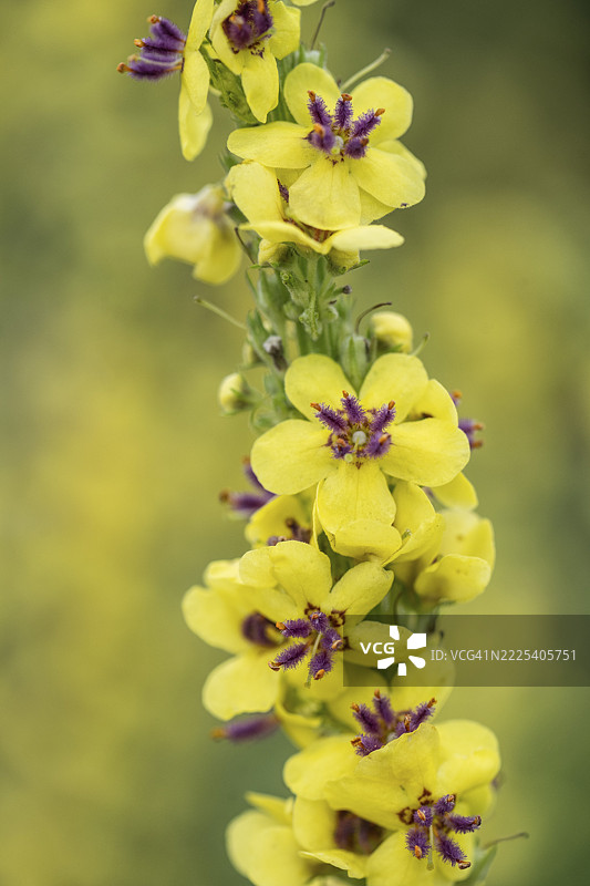 黑色灯心草（Verbascum nigrum），埃姆斯兰，下萨克森，德国图片素材