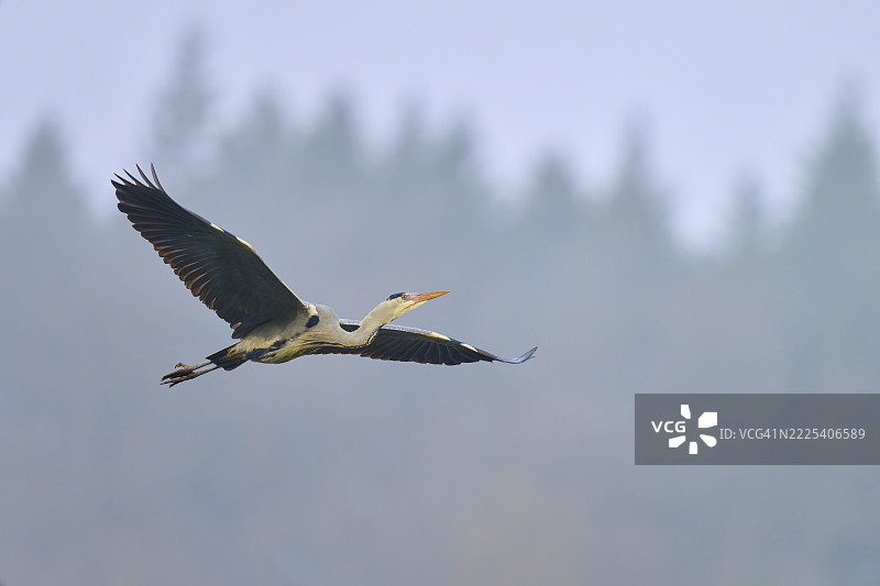 灰鹭(Ardea cinerea)在蓝天中优雅地飞翔,背景是雾气弥漫的森林,冬季,阿莫尔巴赫,巴伐利亚,德国图片素材