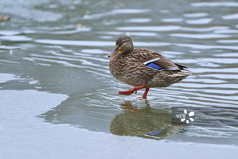 绿头鸭（Anas platyrhynchos），小心翼翼地穿越冰面，冬季，阿莫尔巴赫，巴伐利亚，德国图片素材