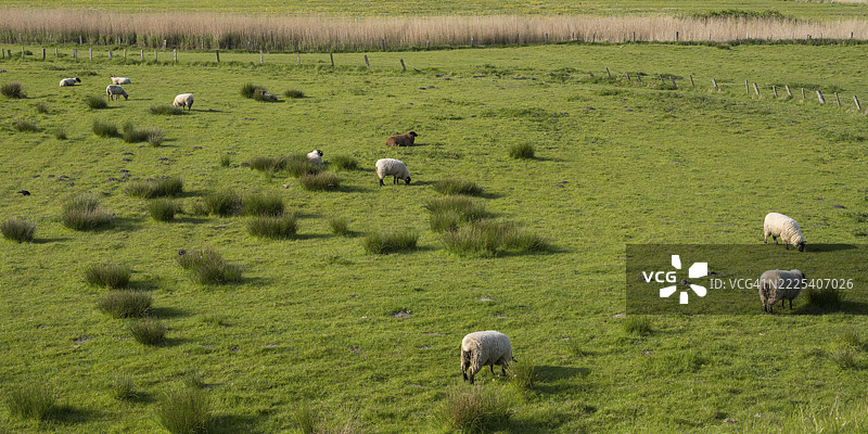 羊群在德国北弗里西亚的胡苏姆Dockkoog的草地上吃草图片素材