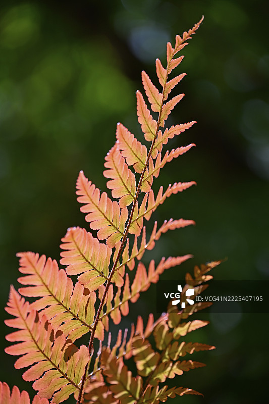 红纱帘蕨（Dryopteris erythrosora）图片素材