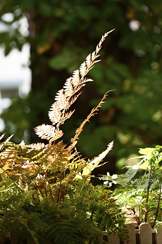 红面纱蕨（Dryopteris erythrosora）图片素材