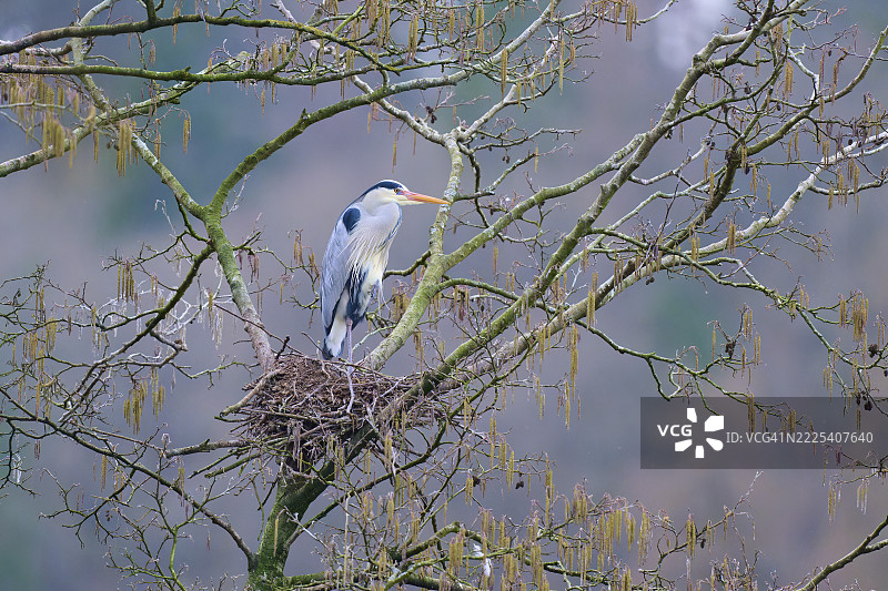 灰鹭（Ardea cinerea）坐在树枝上的巢里，凝视着远方，春天的凉爽日子，冬季，阿莫尔巴赫，巴伐利亚，德国图片素材