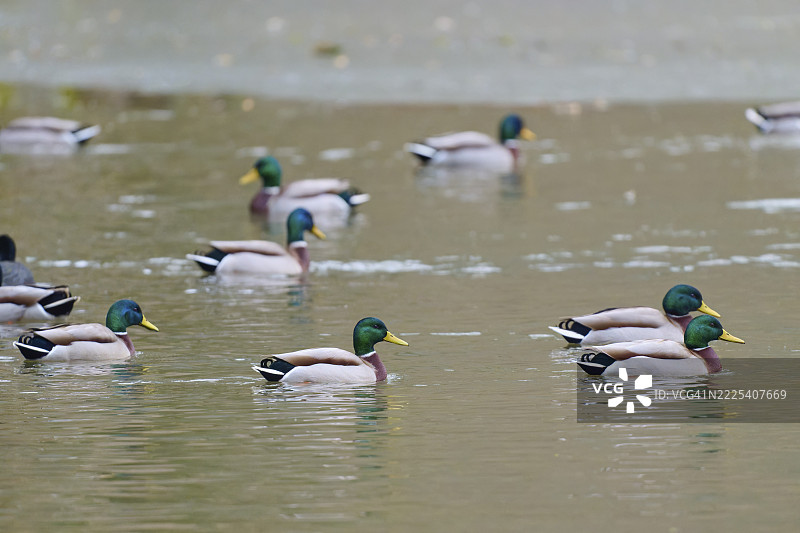 绿头鸭（Anas platyrhynchos），在宁静的池塘上舒适地游泳，冬季，阿莫尔巴赫，巴伐利亚，德国图片素材