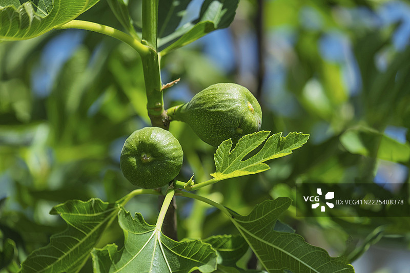 无花果在灌木上，无花果灌木（无花果），德国北莱茵-威斯特法伦州明斯特地区图片素材