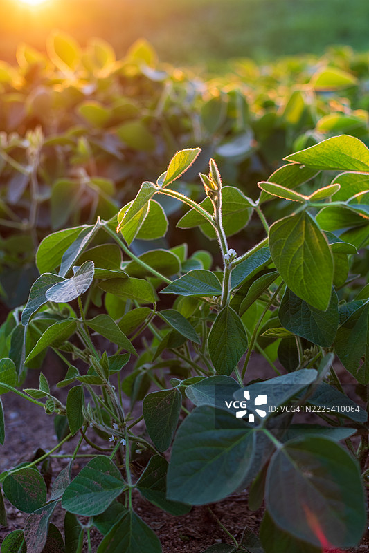 大豆植物图片素材