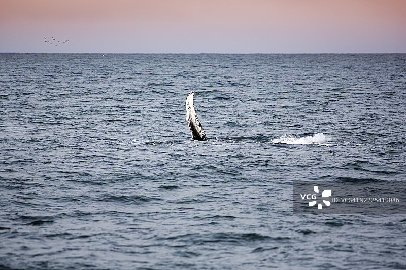 座头鲸（Megaptera novaeangliae）在水面游泳，胸鳍，冰岛北部Húsavík的Skjalfandi湾观鲸活动图片素材