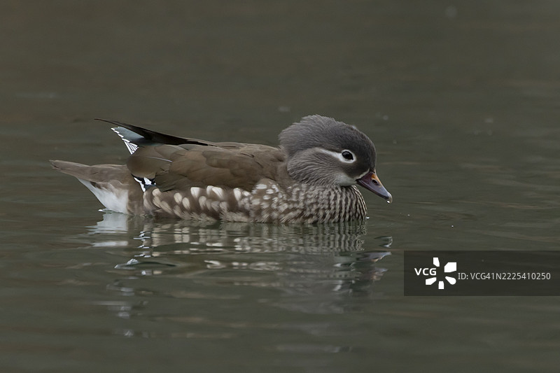 成年雌性鸳鸯（Aix galericulata）在湖面上，英格兰，英国图片素材