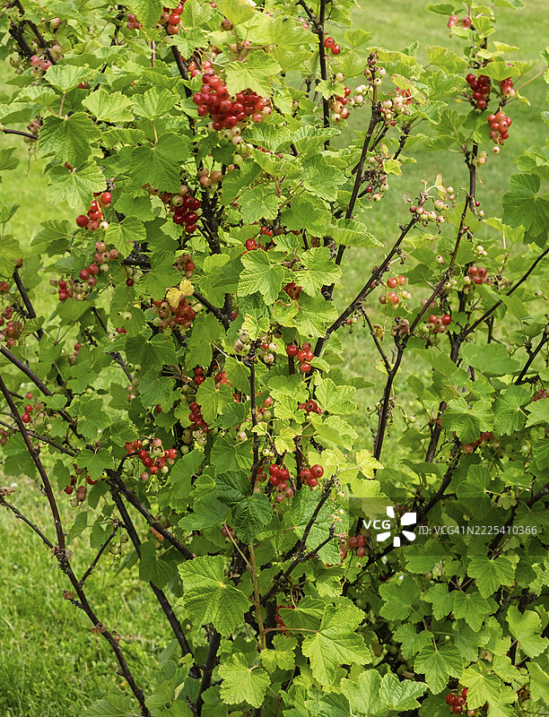 红醋栗灌木（Ribes rubrum）上有未成熟和成熟的浆果，荷兰图片素材