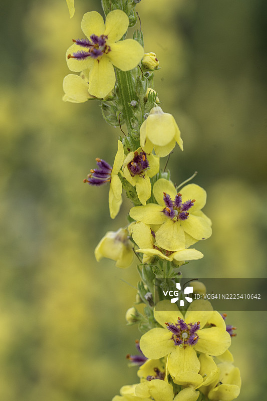 黑色灯心草（Verbascum nigrum），埃姆斯兰，下萨克森，德国图片素材