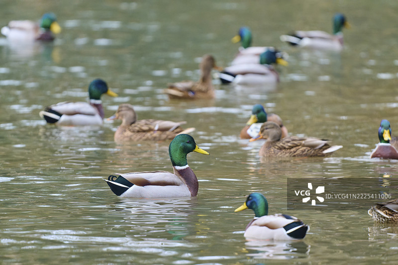 野鸭（Anas platyrhynchos），一群鸭子在水中悠闲地游泳，和谐的自然画面，冬季，阿莫尔巴赫，巴伐利亚，德国图片素材