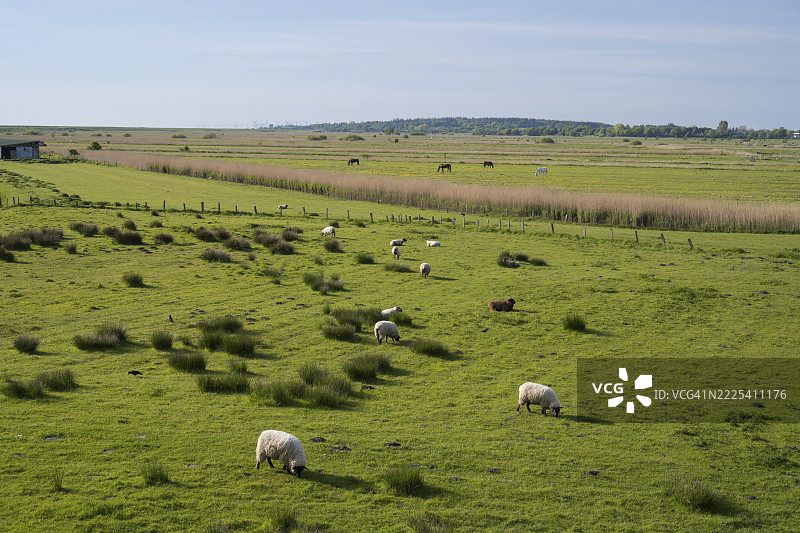 羊群在德国北弗里西亚的胡苏姆Dockkoog的草地上吃草图片素材