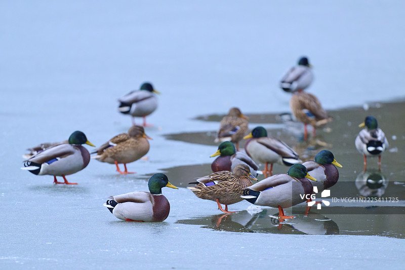 绿头鸭（Anas platyrhynchos），一群鸭子在寒冷的冰面上休息，周围有小片水域，冬季，阿莫尔巴赫，巴伐利亚，德国图片素材
